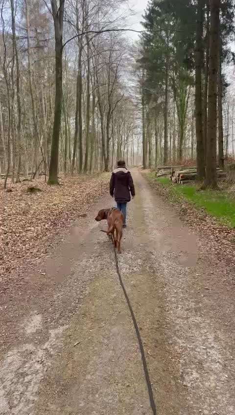 Rhodesian Ridgeback-Beitrag-Bild