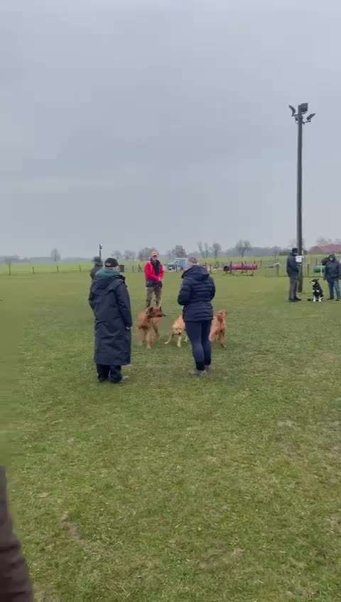 Rhodesian Ridgeback-Beitrag-Bild