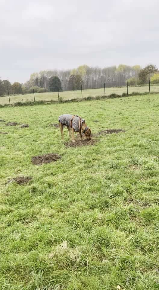 Rhodesian Ridgeback-Beitrag-Bild