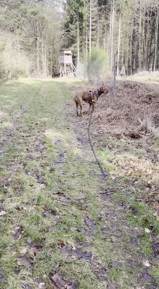 Rhodesian Ridgeback-Beitrag-Bild