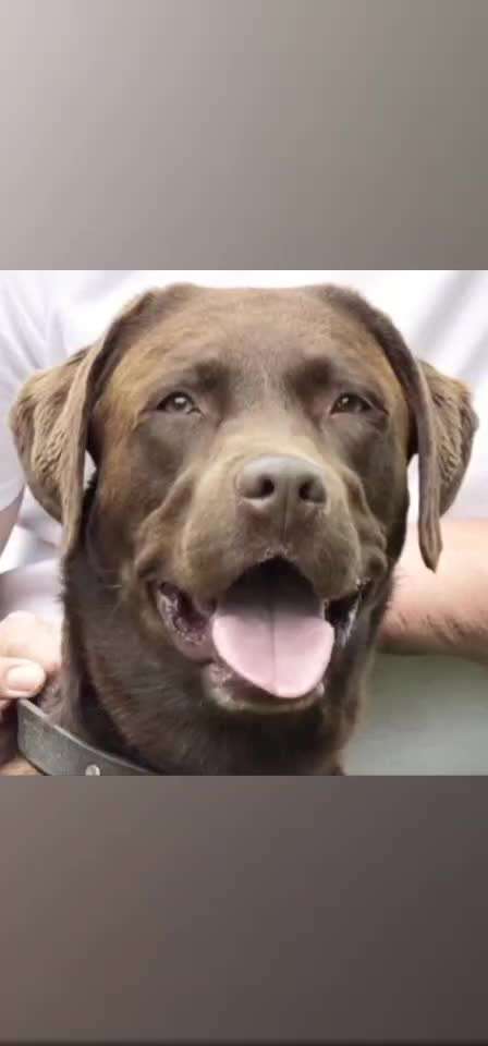 Labradorfans-Beitrag-Bild