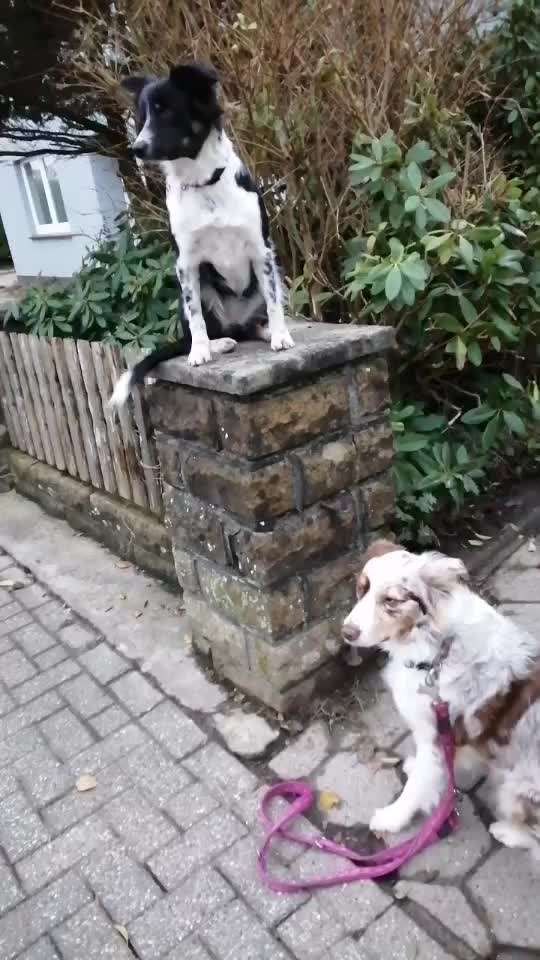 Trickdogging-Beitrag-Bild