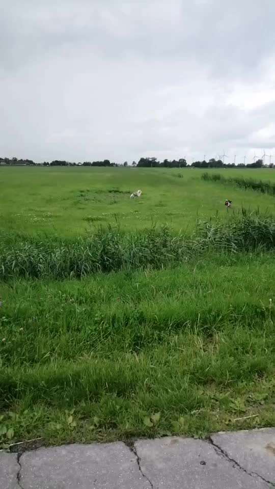 Radfahren mit Hund-Beitrag-Bild