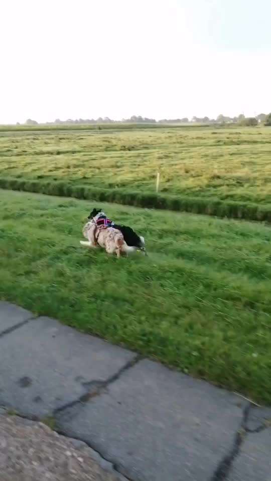 Radfahren mit Hund-Beitrag-Bild