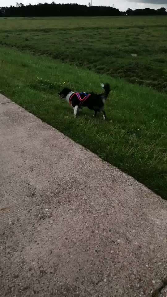Radfahren mit Hund-Beitrag-Bild