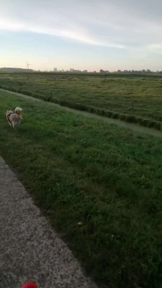 Radfahren mit Hund-Beitrag-Bild