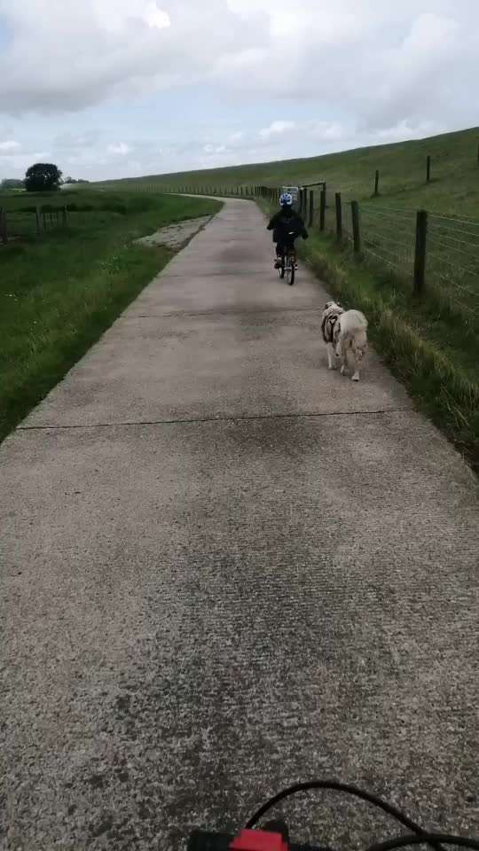 Radfahren mit Hund-Beitrag-Bild