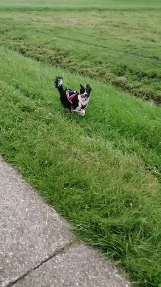 Radfahren mit Hund-Beitrag-Bild