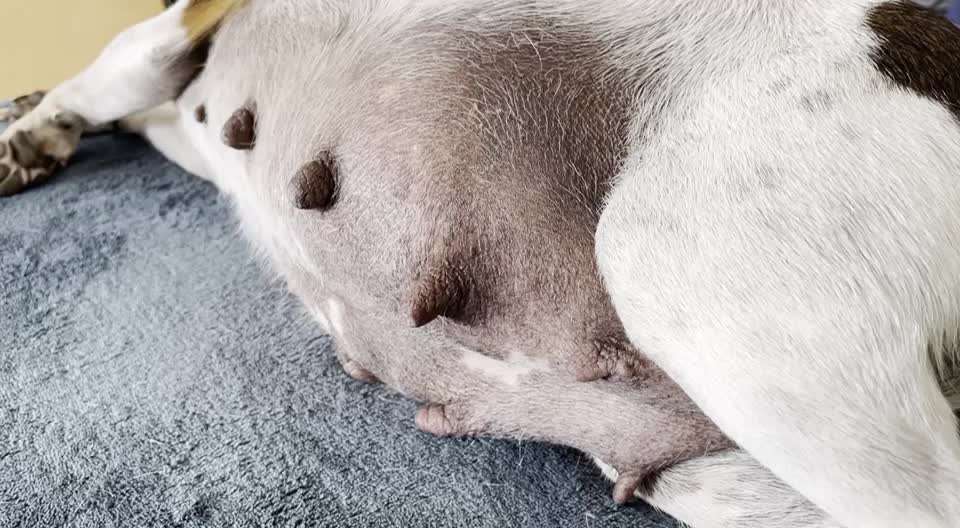 Dansky (Dansk-Svensk Gårdshund)-Beitrag-Bild