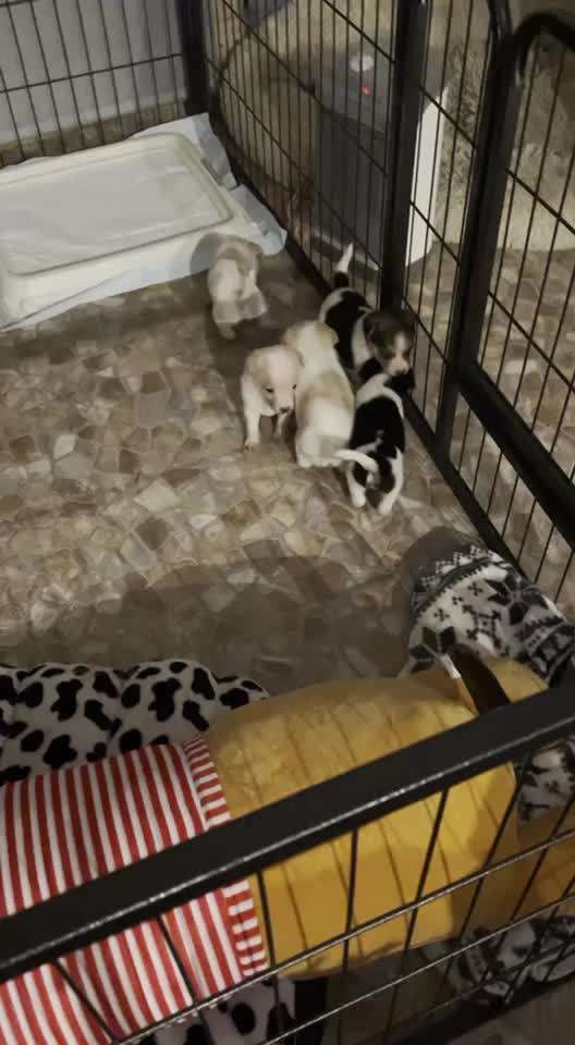 Dansky (Dansk-Svensk Gårdshund)-Beitrag-Bild