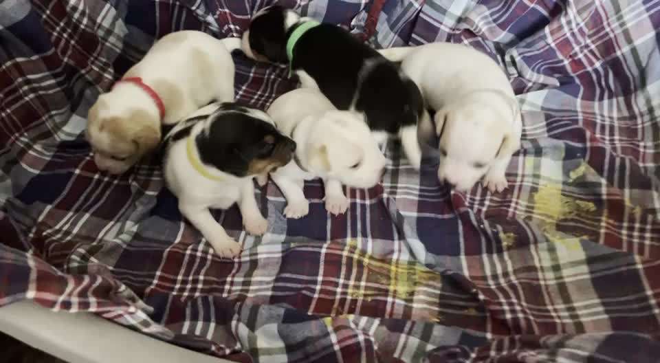 Dansky (Dansk-Svensk Gårdshund)-Beitrag-Bild