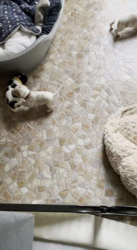 Dansky (Dansk-Svensk Gårdshund)-Beitrag-Bild