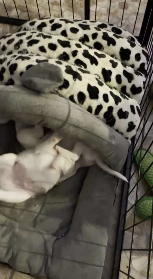 Dansky (Dansk-Svensk Gårdshund)-Beitrag-Bild