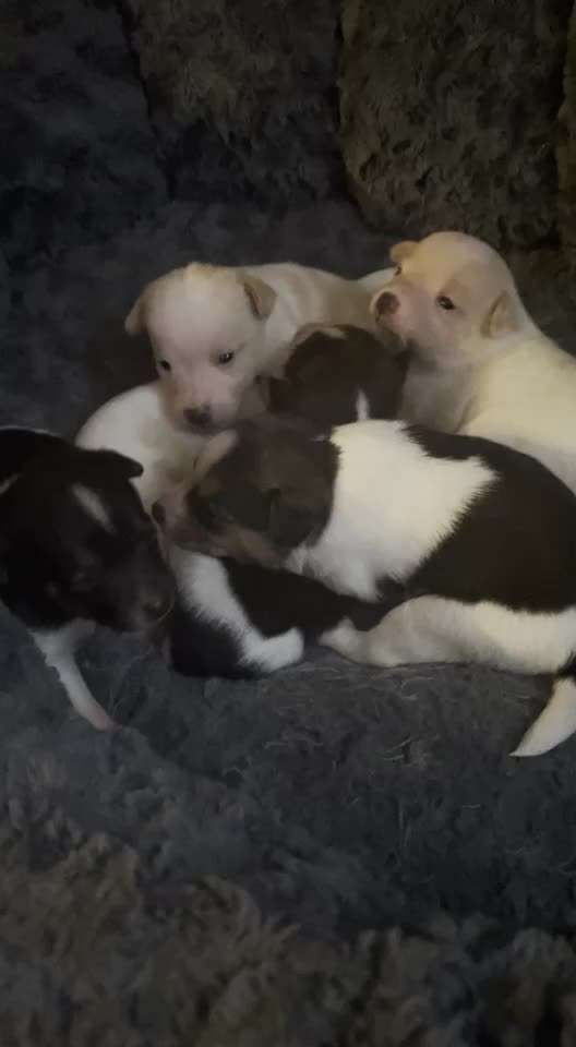 Dansky (Dansk-Svensk Gårdshund)-Beitrag-Bild