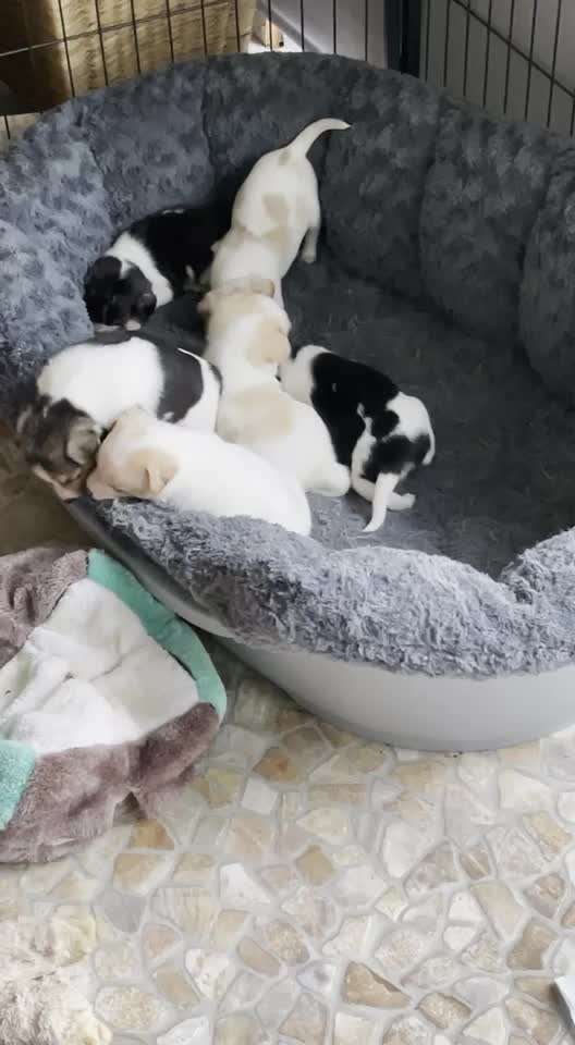 Dansky (Dansk-Svensk Gårdshund)-Beitrag-Bild