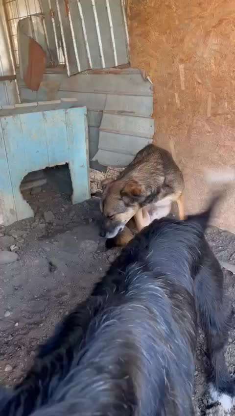 Tierschutzhunde suchen ein Zuhause-Beitrag-Bild