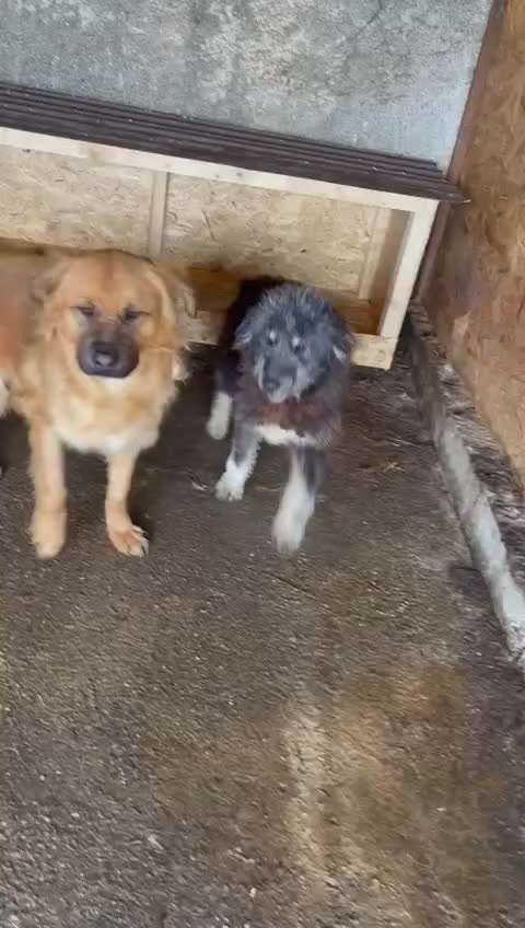 Tierschutzhunde suchen ein Zuhause-Beitrag-Bild