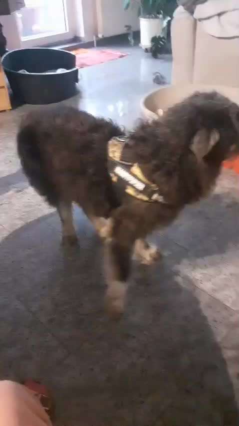 Tierschutzhunde suchen ein Zuhause-Beitrag-Bild