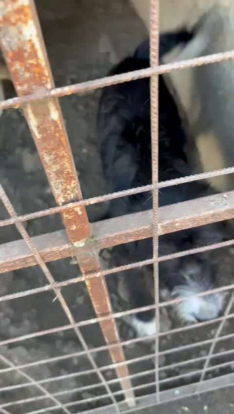 Tierschutzhunde suchen ein Zuhause-Beitrag-Bild