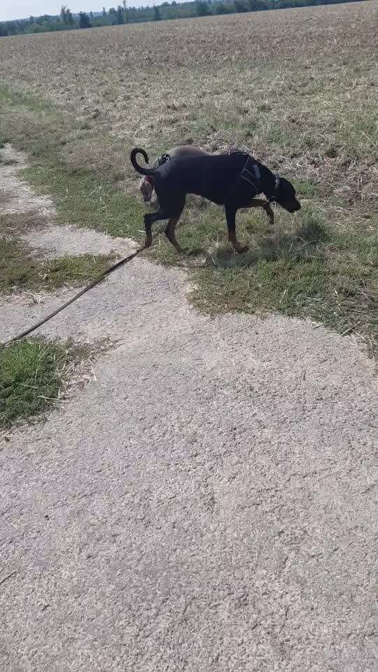 Weimaraner-Beitrag-Bild