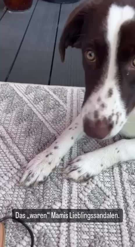 Unsere Fellnasen-Vielfalt im Überblick!-Beitrag-Bild