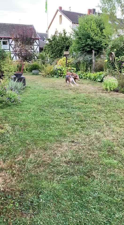 Windhunde - Treffen der besonderen Schönheiten
HERZLICH WILLKOMMEN-Beitrag-Bild