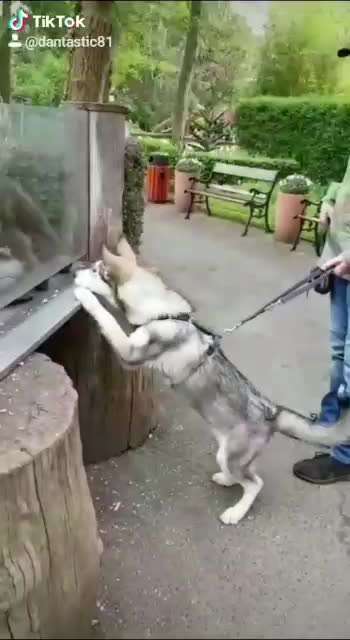 Dein Hund im Dogorama-Kalender 2021-Beitrag-Bild