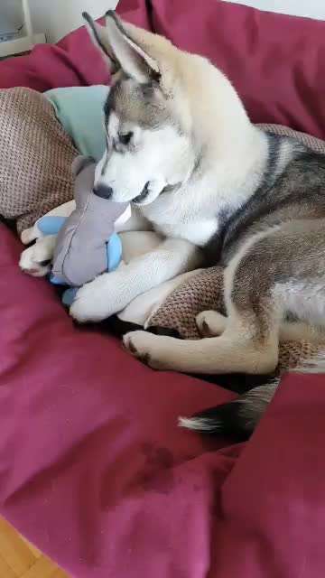 Welpen Bilder !-Beitrag-Bild