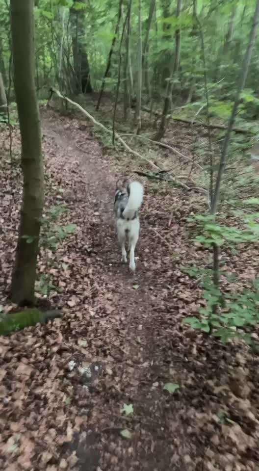 Nordische Hunde - Rückruf-Beitrag-Bild