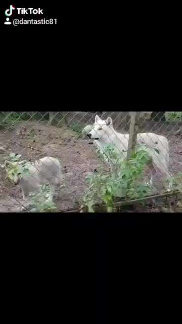 Dein Hund im Dogorama-Kalender 2021-Beitrag-Bild