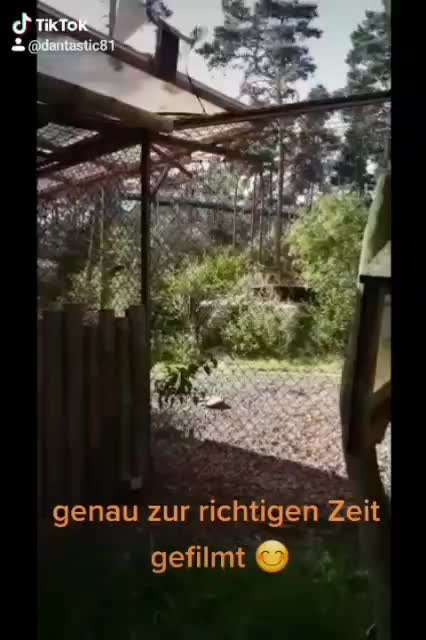 Dein Hund im Dogorama-Kalender 2021-Beitrag-Bild