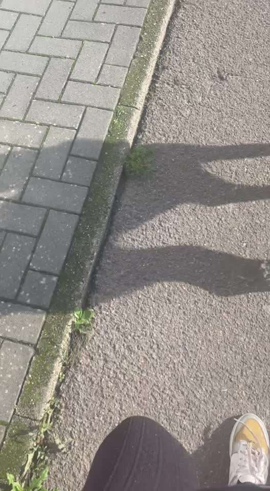 Deine Frage an einen Hundetrainer (Dogorama Webinar)-Beitrag-Bild