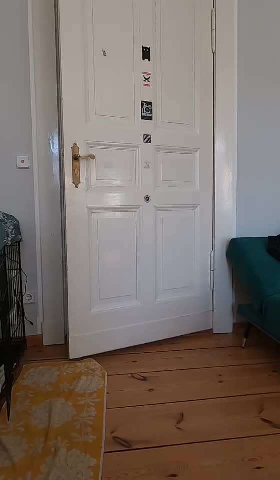 Trickdogging-Beitrag-Bild