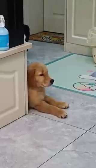 Hunde Memes-Beitrag-Bild