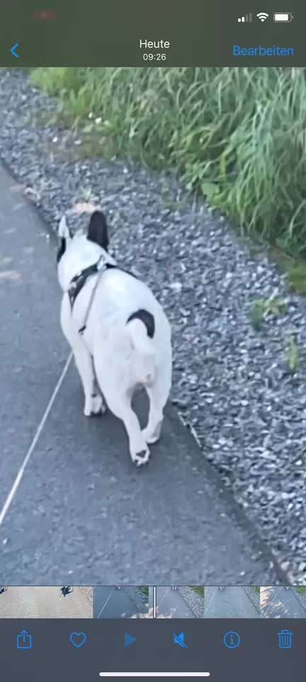 Französische Bulldoggen-Beitrag-Bild