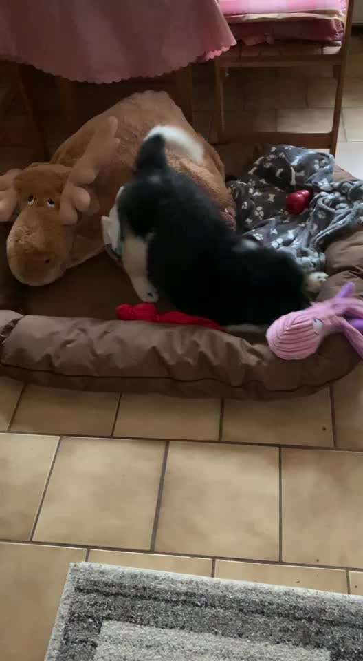 Die Dogorama Wochen Challenge-Beitrag-Bild