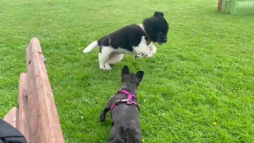 Neufundländer Freunde!-Beitrag-Bild