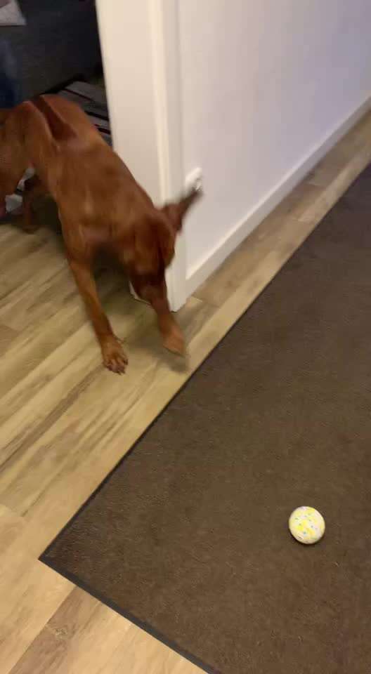 Rhodesian Ridgeback-Beitrag-Bild