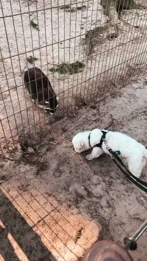 Postet das beste Foto von euren 4 beinern-Beitrag-Bild