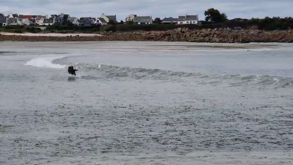 Fotosammlung: ,,Der natürliche Hund" Unbearbeitet, ungestellt und in Natura-Beitrag-Bild