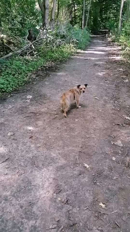 51. Video challenge - Dein Hund beim Spaziergang-Beitrag-Bild