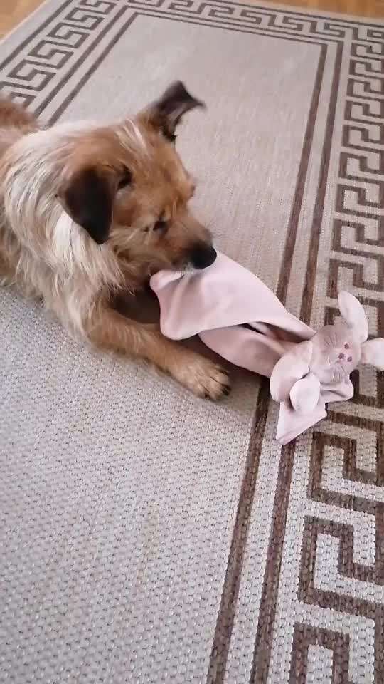 Was ist das lieblingsspielzeug von euren hunden-Beitrag-Bild