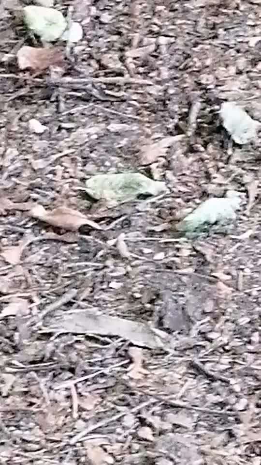 Zeigt hier Euer liebstes Video Eurer Hunde-Beitrag-Bild