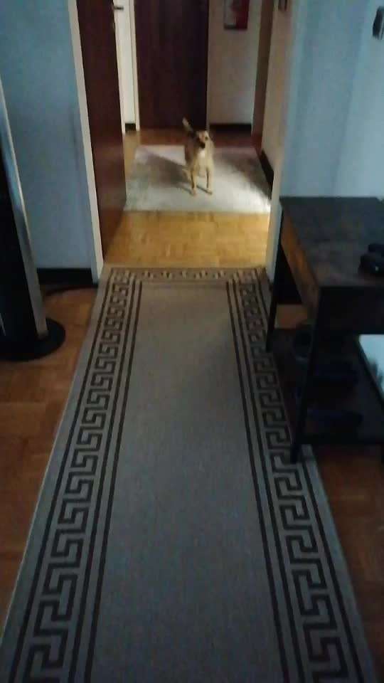 Handy Video Challenge Nr. 39- Bellen u.s.w.-Beitrag-Bild