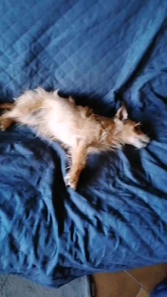 42. Handy Video Challenge-Beitrag-Bild