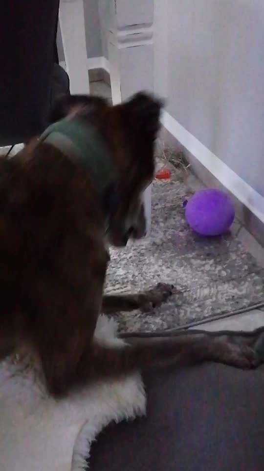 Windhunde - Treffen der besonderen Schönheiten
HERZLICH WILLKOMMEN-Beitrag-Bild