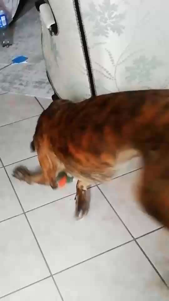 Windhunde - Treffen der besonderen Schönheiten
HERZLICH WILLKOMMEN-Beitrag-Bild