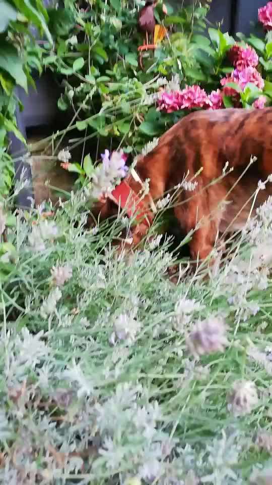 Windhunde - Treffen der besonderen Schönheiten
HERZLICH WILLKOMMEN-Beitrag-Bild