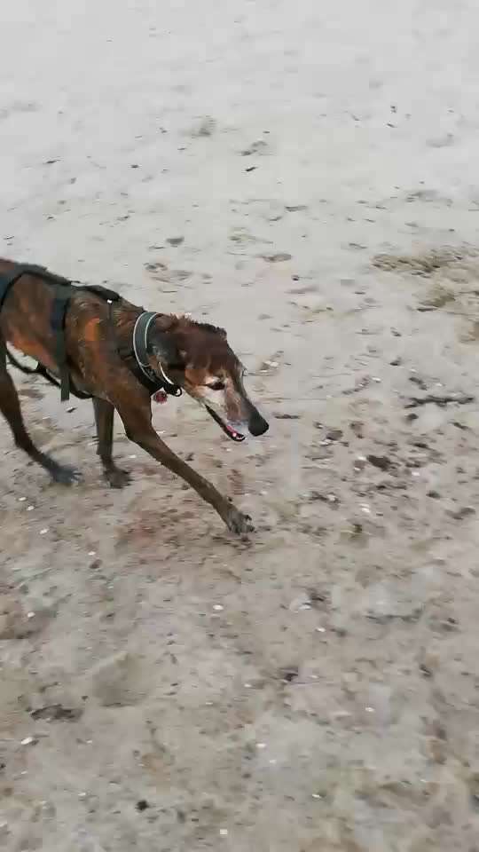 Windhunde - Treffen der besonderen Schönheiten
HERZLICH WILLKOMMEN-Beitrag-Bild