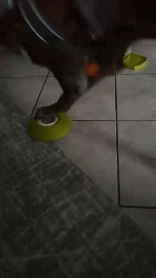 Windhunde - Treffen der besonderen Schönheiten
HERZLICH WILLKOMMEN-Beitrag-Bild